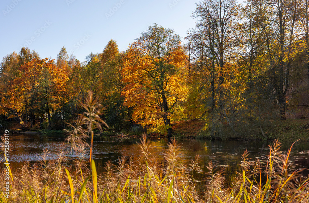 Obraz premium Beautiful autumn colored trees growing on the shore of a lake during sunny morning. Sunrise landscape of Riga, Latvia.