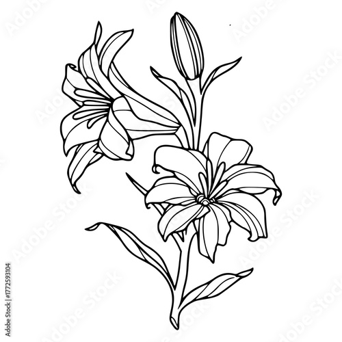 hand drawn outline of beautiful lily bouquet