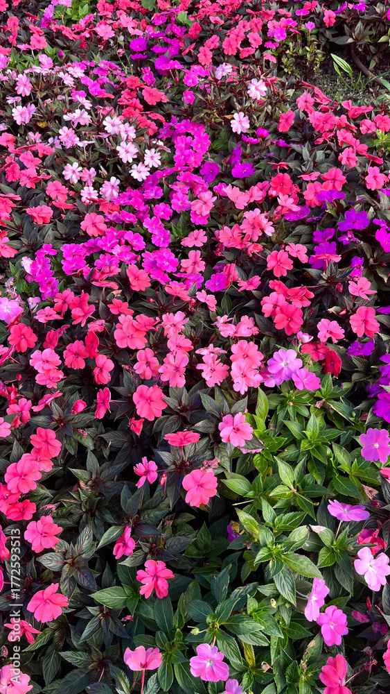 Obraz premium FIORI ROSA