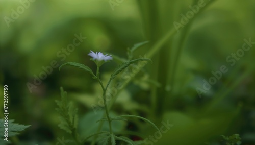 Small White Blossom on a Green Background in the Wild