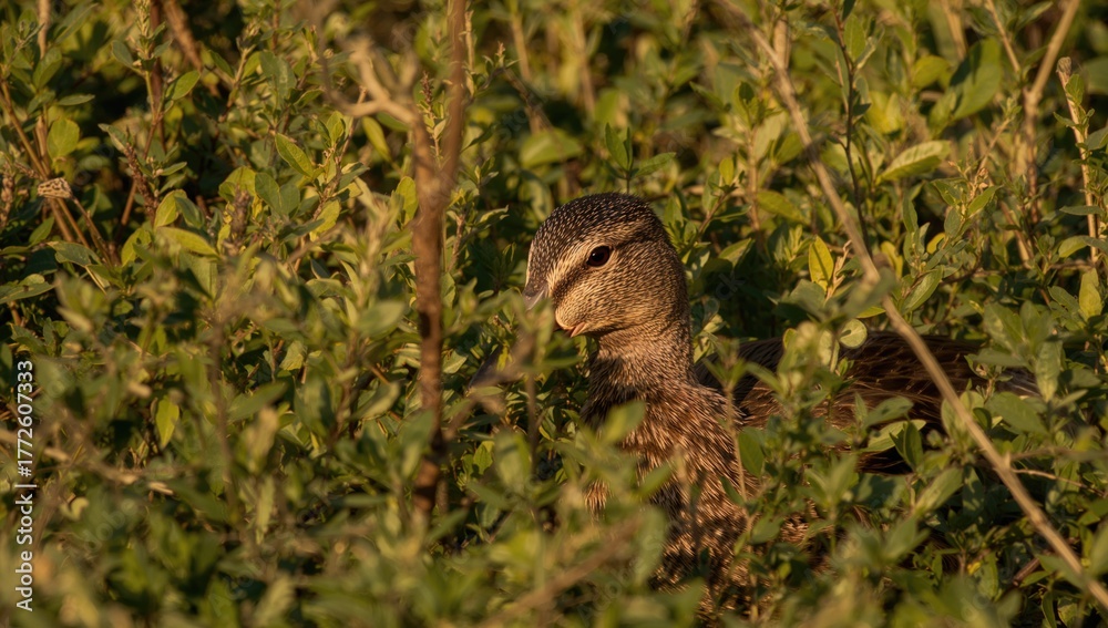 Obraz premium Brown duck concealed among foliage on a bright day, focus on camouflage