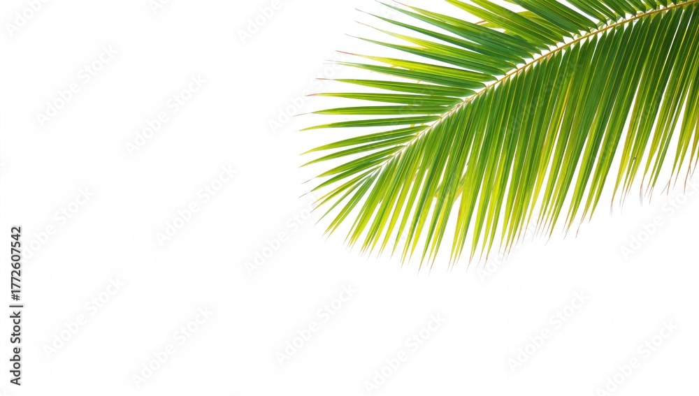 Fototapeta premium Isolated tropical palm leaf on a white backdrop, summer theme