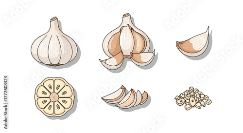 Hand drawn garlic variety set on white background