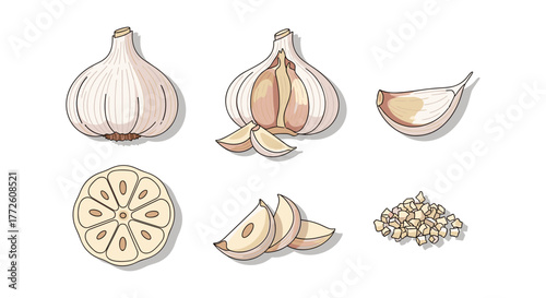 Garlic varieties: whole, cloves, slices, and minced in hand-drawn style
