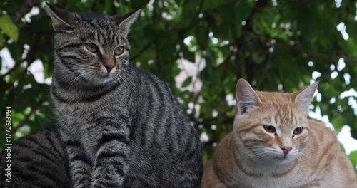 Wallpaper Mural Close-up of two street cats—a grey tabby and a ginger—resting under leafy shade. Soft natural light, alert gazes, and a hint of tenderness amid urban life. Torontodigital.ca