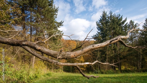 Arid twigs scattered in a natural outdoor setting, showcasing seasonal beauty