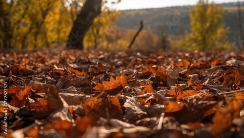 Wallpaper Mural Dry leaves scattered on the ground under sunlight, seasonal change Torontodigital.ca