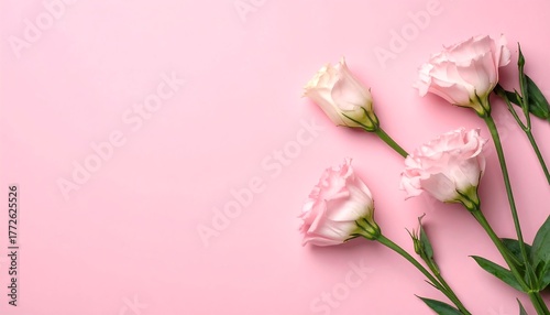 Four light pink eustoma flowers with green stems, arranged diagonally on a solid light pink background