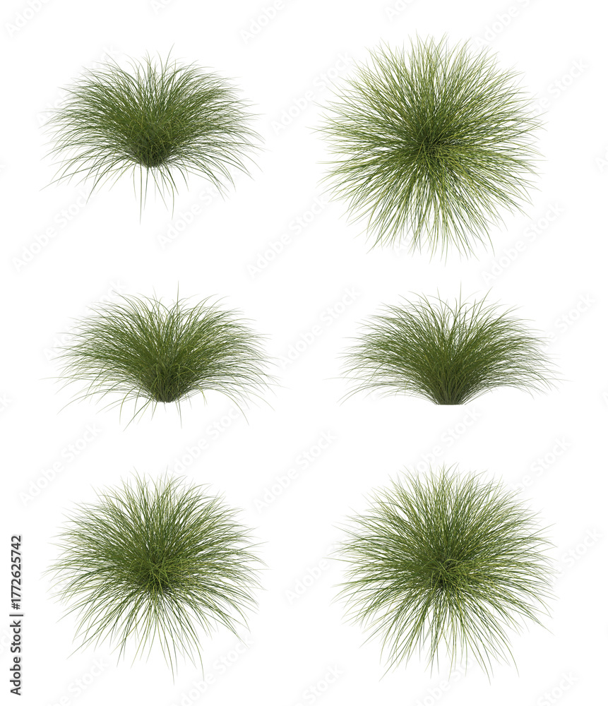 Obraz premium Sedge bush isolated transparent background 3d rendering PNG pack