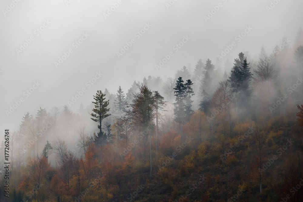 Fototapeta premium pine trees on a misty mountain, misty autumn forest on hillside with colorful foliage and fog