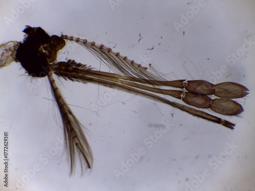 Foto Microscopic View of Male Anopheles Mosquito Mouthparts and Palp