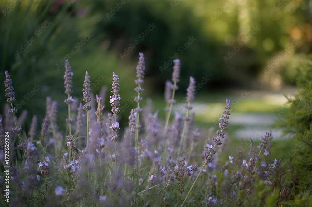 Obraz premium Close-up of Lavandula angustifolia in a serene garden with gentle blur
