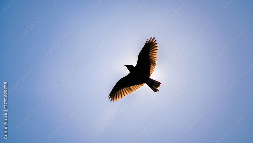 Fototapeta premium Wild bird in flight silhouetted against a clear blue sky with focused detail