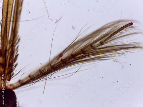 Obraz na plátně Microscopic View of Male Anopheles Mosquito Mouthparts and Palp