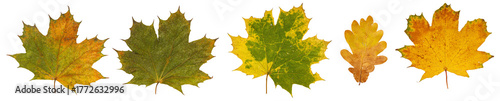 Set of autumn leaves isolated on white background. High resolution.