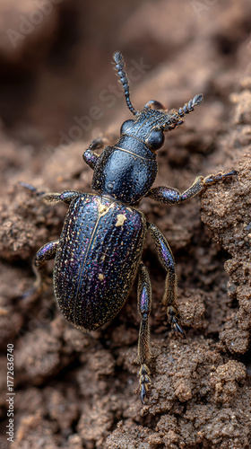 Wallpaper Mural Close-up of metallic blue beetle on soil, Macro shot of ground-dwelling insect in natural habitat Torontodigital.ca