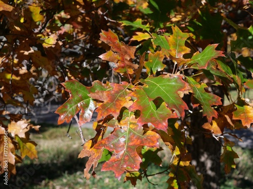 Scarlet Oak (Quercus coccinea) Leaves Turning Red and Orange in Autumn, Colorado