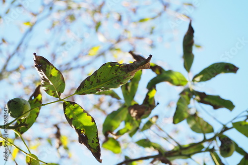 Wallpaper Mural Liście kasztanowca na tle nieba Torontodigital.ca