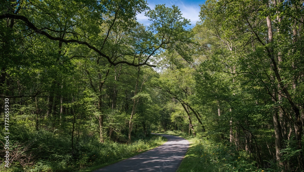 Fototapeta premium Forest pathway lined with trees, showcasing nature's greenery and outdoor scenery
