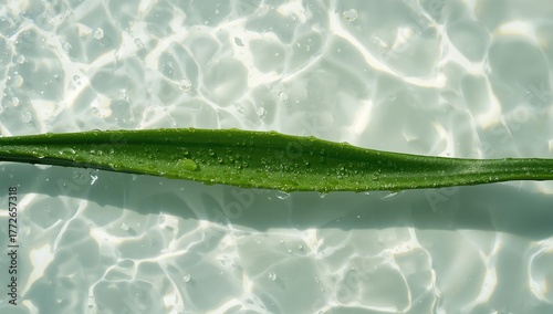 Moist Aloe vera leaves basking in midday sunlight over a white watery surface, aerial perspective