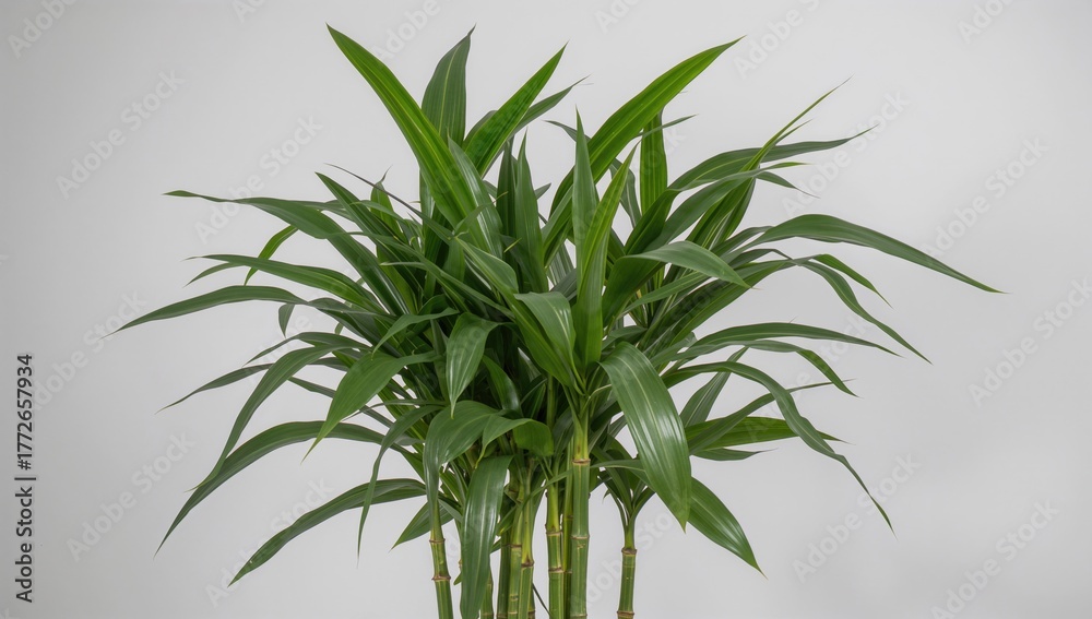 Obraz premium Dracaena sanderiana plant with curling stems, a fiber-dense choice