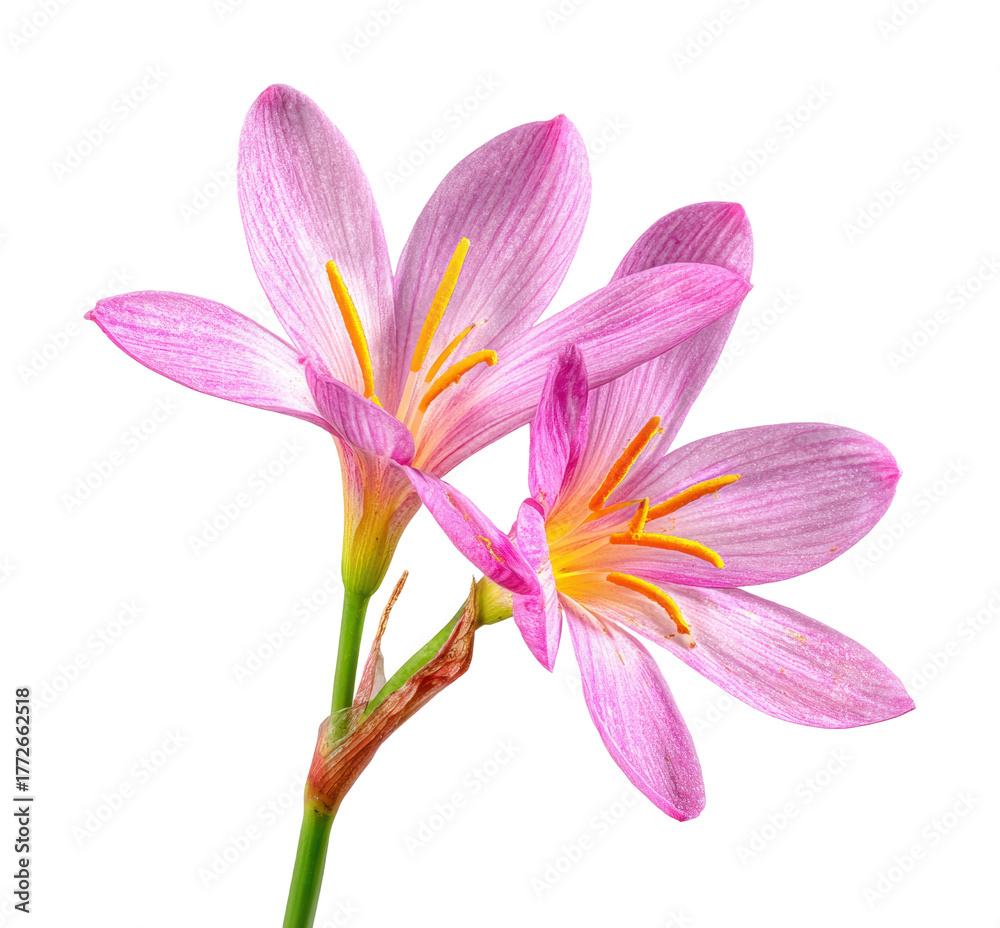Fototapeta premium Delicate pink flowers blooming in nature botanical isolated on transparent background