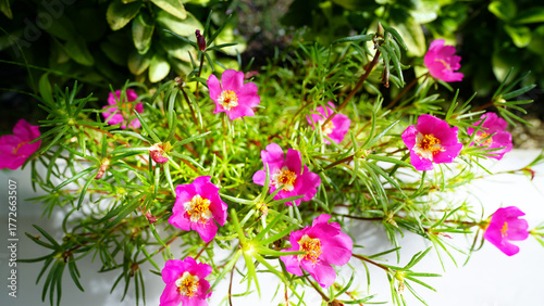 Vibrant Portulaca grandiflora flowers blooming in sunny garden setting