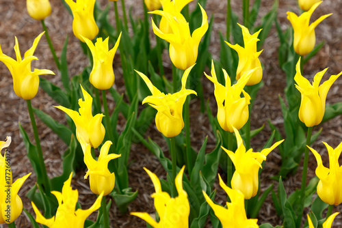 Close up of the yellow flowers of the lily-flowering garden tulip schiedam.