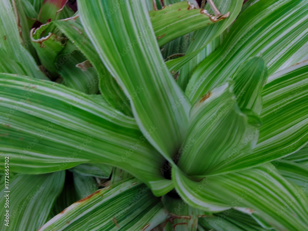 Obraz premium Nidularium innocentii var. lineatum