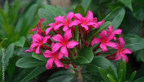 Oleander blossoms encircled by lush foliage, a symbol of beauty and resilience in Mediterranean regions, also called karabi flower in Bengal.