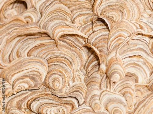 Abstract Pattern and Swirls of Natural Paper Wasp Nest