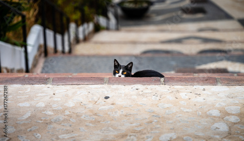 Spanish Cat in Frigiliana