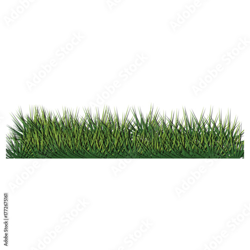 Realistic Green Grass Border Isolated on White Background – Lawn, Nature, Landscape Clip art