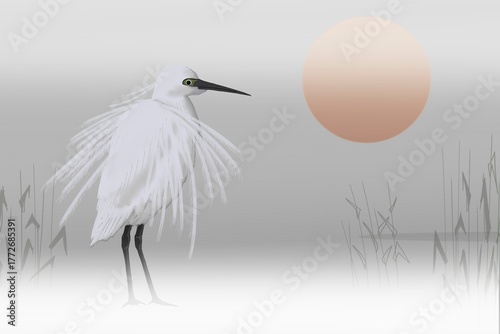 Photos The little egret (Egretta garzetta) and morning  sun on the lake.