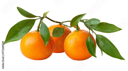 Three tangerines with leaves isolated on transparent background