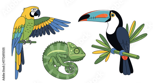 Colorful parrot toucan and chameleon illustration for kids education and wildlife learning material design