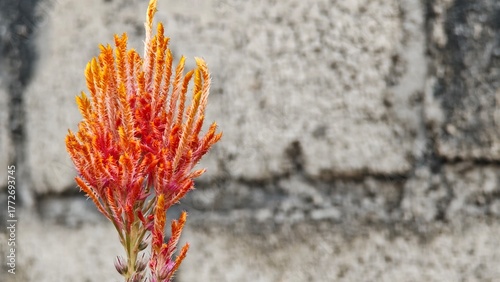 red and yellow flower
