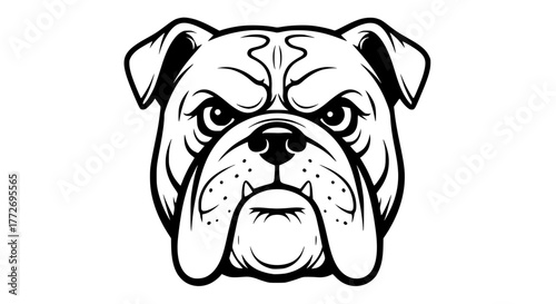 Vintage style black and white vector of a bulldog face, bold lines and symmetry