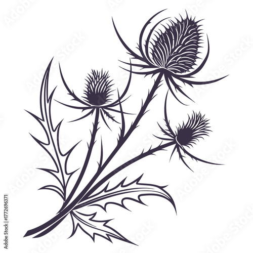Artistic thistle flowers botanical line art drawing