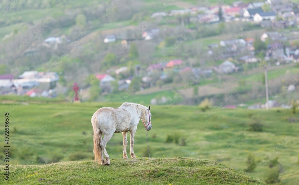 Fototapeta premium A white horse with a halter stands calmly on a grassy hill. Small houses and a red cross dot the rolling hills in the background in rural Romania