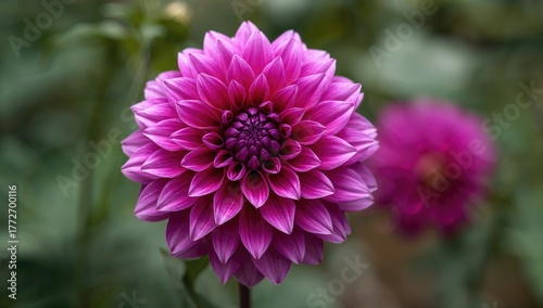 Purple dahlia flower in bloom, summer garden beauty