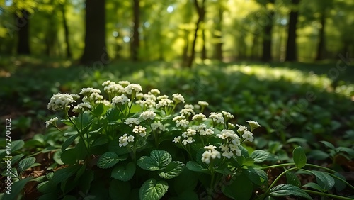woodruff. Woodruff plants with clusters of small white flowers growing in forest shade. gardening catalogs, home-decor guides, designed for home decor and floral branding.