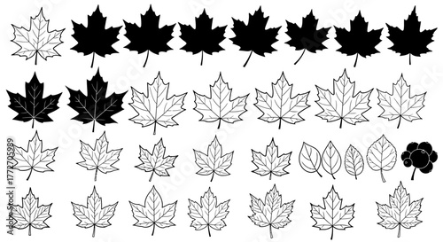 Collection of various leaves, including maple and other plant species, in black and white line art.