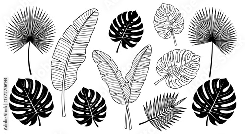 Collection of tropical leaves, including monstera and palm, are arranged in a decorative botanical.
