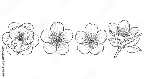 Four different flower sketches are displayed in a row, showcasing various floral shapes and.