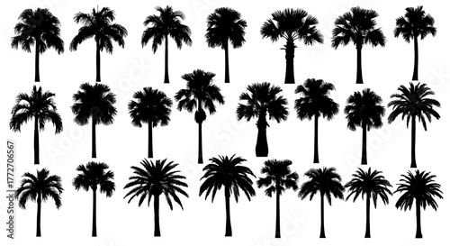 Silhouetted palm trees of various species stand against a stark white backdrop, creating a striking.