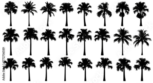 Silhouettes of various palm trees are arranged in rows, showing different shapes and sizes.