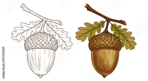 Two acorns on a branch, one in color and the other in line art, showcase autumn's bounty.