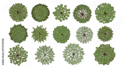 Overhead view of various trees with different shapes and green tones on a white surface.