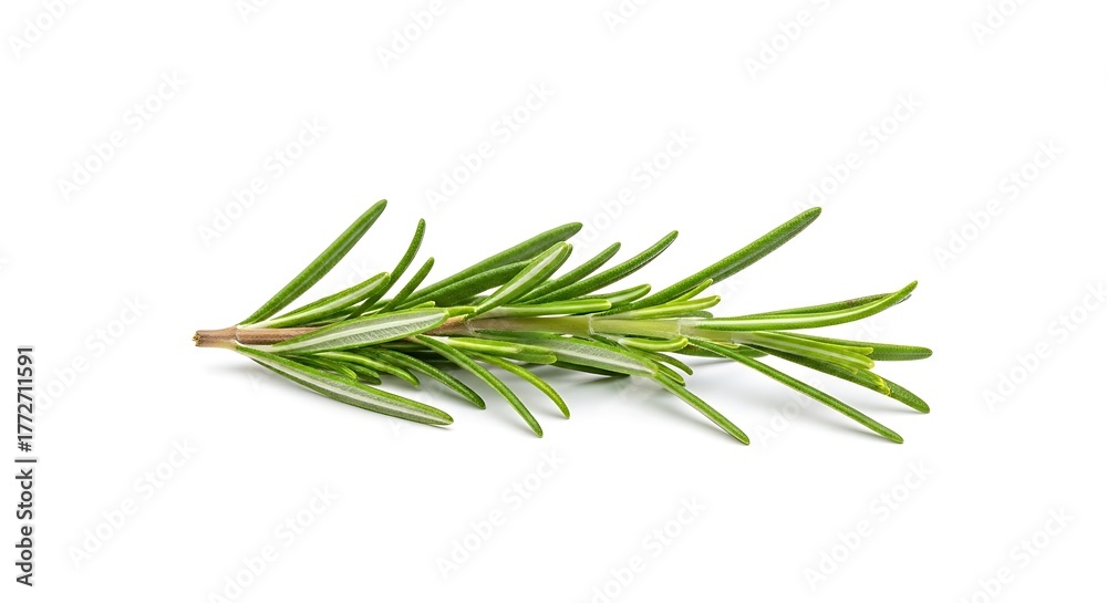 Fototapeta premium Fresh Rosemary Sprig Isolated on White Background
